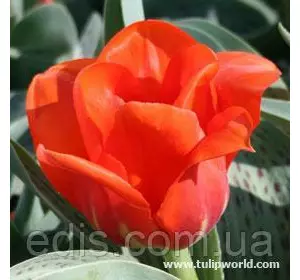 Тюльпан Кауфмана Giant Orange Sunset (Джаент Оранж Сансет) Низькорослий! 3 цибулинки Тюльпан Кауфмана Giant Orange Sunset (Джаент Оранж Сансет) Низькорослий! 3 цибулинки