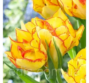 Тюльпан махровий мультифлора Aquilla (Акілла) 3 цибулинки Тюльпан махровий мультифлора Aquilla (Акілла) 3 цибулинки