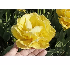 Тюльпан махровий Moon Amour (Мон Амур ) оторочений 3 цибулинки Тюльпан махровий Moon Amour (Мон Амур ) оторочений 3 цибулинки