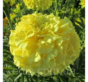 Чорнобривці високорослі Аляска 0,5 г, насіння Яскрава Чорнобривці високорослі Аляска 0,5 г, насіння Яскрава