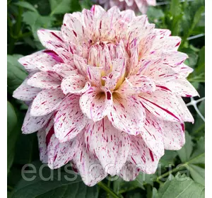 Жоржина декоративна Imagion (Імейджн) Жоржина декоративна Imagion (Імейджн)