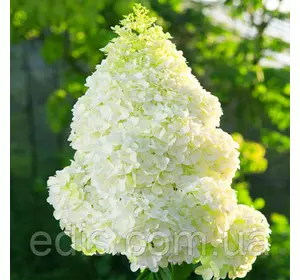 Гортензія волотиста Magical Moonlight (Меджикел Мунлайт) 2 л Гортензія волотиста Magical Moonlight (Меджикел Мунлайт) 2 л