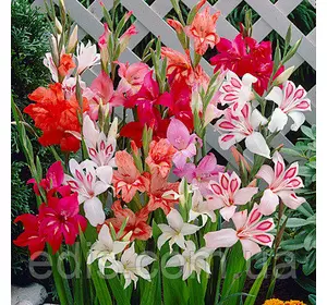 Гладіолус низькорослий суміш 9 шт./уп. Гладіолус низькорослий суміш 9 шт./уп.