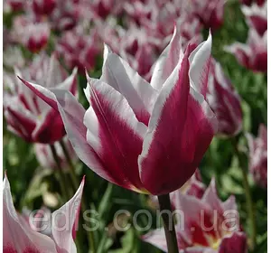 Тюльпан лілієвидний Claudia (Клаудіа) 3 цибулинки Тюльпан лілієвидний Claudia (Клаудіа) 3 цибулинки