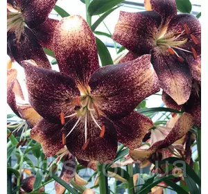 Лілія азіатська Chocolate Event 1 цибулина 14/16 Лілія азіатська Chocolate Event 1 цибулина 14/16