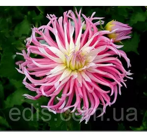 Жоржина кактусова Star's Favourite Жоржина кактусова Star's Favourite