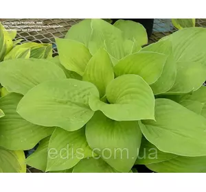 Хоста August Moon (Огест Мун) кореневище Хоста August Moon (Огест Мун) кореневище