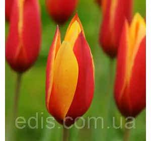 Тюльпан ботанічний Clusiana var Chrysantha (Клусиана вар Крисента) 3 цибулинки Тюльпан ботанічний Clusiana var Chrysantha (Клусиана вар Крисента) 3 цибулинки