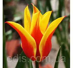 Тюльпан лілієвидний Synaeda King (Сінеде Кінг) 3 цибулинки Тюльпан лілієвидний Synaeda King (Сінеде Кінг) 3 цибулинки