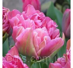 Тюльпан махровий пізній Chato 3 цибулинки Тюльпан махровий пізній Chato 3 цибулинки