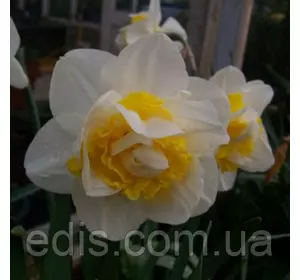 Нарцис махровий Unigue (Унік) 12/14 1 цибулина Нарцис махровий Unigue (Унік) 12/14 1 цибулина