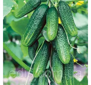 Огірок Конні F1 (самозапильний, корнішон, Німеччина) 12 шт., насіння Яскрава Огірок Конні F1 (самозапильний, корнішон, Німеччина) 12 шт., насіння Яскрава