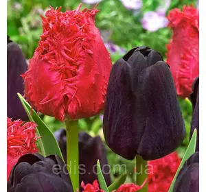 Арт-набір Матадор 7 цибулин тюльпанів Арт-набір Матадор 7 цибулин тюльпанів