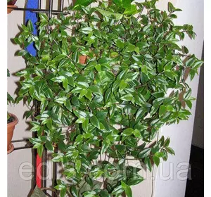 Традесканція прирічна миртолиста, 10-20 см. 5/+ шт., 0,2 л. Традесканція прирічна миртолиста, 10-20 см. 5/+ шт., 0,2 л.