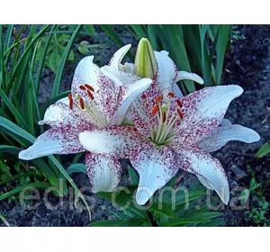 Лілія низькоросла Crossover (Кросовер) 1 цибулина 12/14 Лілія низькоросла Crossover (Кросовер) 1 цибулина 12/14