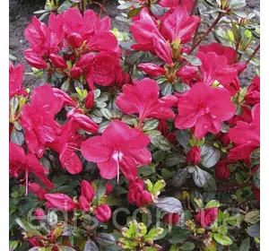 Рододендрон Moederkensdag у контейнері Рододендрон Moederkensdag у контейнері