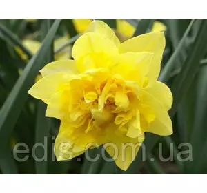 Нарцис махровий Dick Wilden (Дік Уілден) 10/12 1 цибулина Нарцис махровий Dick Wilden (Дік Уілден) 10/12 1 цибулина