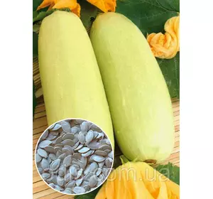 Кабачок Чаклун 100 г, вагове насіння Яскрава Кабачок Чаклун 100 г, вагове насіння Яскрава