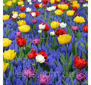 Арт-набір Сьоме небо 18 цибулин Арт-набір Сьоме небо 18 цибулин