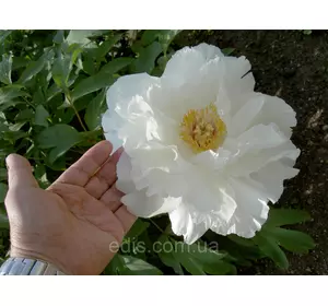 Півонія деревовидна білий Feng dan bai) Півонія деревовидна білий Feng dan bai)