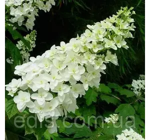 Гортензія Alice у контейнері Гортензія Alice у контейнері