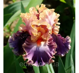 Ірис бородатий Photogenic (Фотодженик) Ірис бородатий Photogenic (Фотодженик)