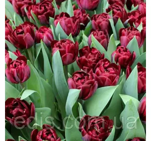 Тюльпан махровий пізній Black Canyon (Блек Каньйон) 3 цибулини Тюльпан махровий пізній Black Canyon (Блек Каньйон) 3 цибулини