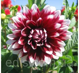 Жоржина гігантська Duet Жоржина гігантська Duet