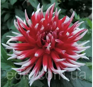 Жоржина кактусова Friquolet Жоржина кактусова Friquolet