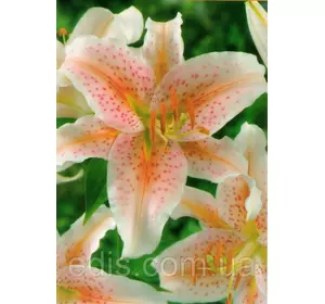 Лілія орієнтальна тигрова Salmon Star (Салмон Стар) 1 цибулина 12/14 Лілія орієнтальна тигрова Salmon Star (Салмон Стар) 1 цибулина 12/14