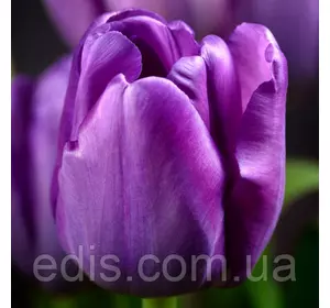 Тюльпан Тріумф Purple Rain (Пурпул Рейн) 3 цибулинки Тюльпан Тріумф Purple Rain (Пурпул Рейн) 3 цибулинки