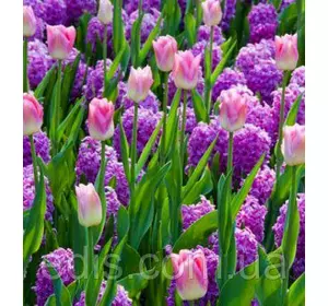 Арт-набір Казка (тюльпани, гіацинти) 6 цибулин Арт-набір Казка (тюльпани, гіацинти) 6 цибулин