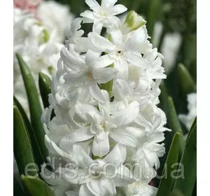 Гіацинт махровий Crystal Snow 1 цибулина (калібр 16/17 - великий) Гіацинт махровий Crystal Snow 1 цибулина (калібр 16/17 - великий)