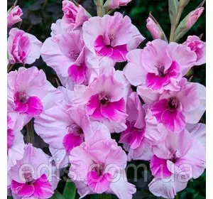 Гладіолус Alannah (Аланна) 3 цибулини Гладіолус Alannah (Аланна) 3 цибулини