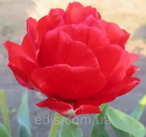 Тюльпан махровий пізній Electra 3 цибулинки Тюльпан махровий пізній Electra 3 цибулинки