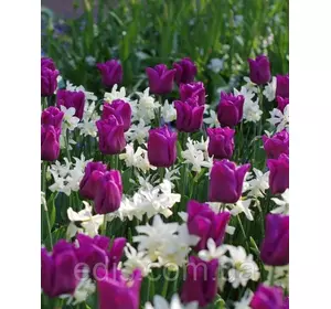 Арт-набір тюльпанів і нарцисів Імператор, 6 цибулин Арт-набір тюльпанів і нарцисів Імператор, 6 цибулин