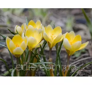 Крокус Ботанічний Romance 5 цибулин Крокус Ботанічний Romance 5 цибулин