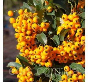 Піраканта Soleil D'or у контейнері 0,5 л. Піраканта Soleil D'or у контейнері 0,5 л.