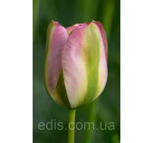 Тюльпан вірідіфлора Groenland (Грінленд) 3 цибулинки Тюльпан вірідіфлора Groenland (Грінленд) 3 цибулинки