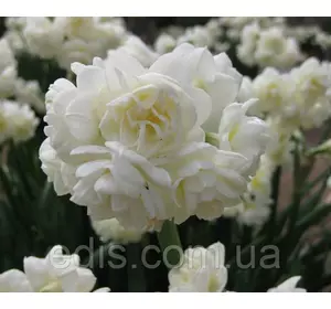 Нарцис Мультифлора Erlicheer (Ерлішер) 13/15 1 шт./уп. Нарцис Мультифлора Erlicheer (Ерлішер) 13/15 1 шт./уп.