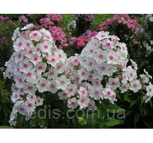 Флокс волотистий Miss Holland (Міс Холланд) кореневище Флокс волотистий Miss Holland (Міс Холланд) кореневище