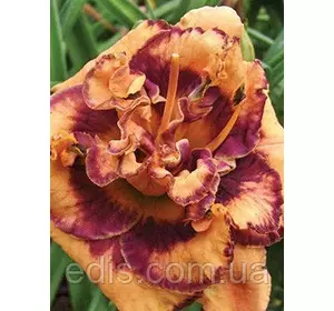 Лілейник Bonibrae Sharky Лілейник Bonibrae Sharky