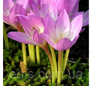Колхикум (пізньоцвіт) Lilac Bedder 1 луковица Колхикум (пізньоцвіт) Lilac Bedder 1 луковица
