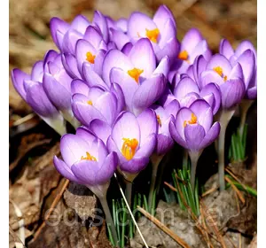 Крокус Ботанічний Barr's Purple 5 цибулин Крокус Ботанічний Barr's Purple 5 цибулин