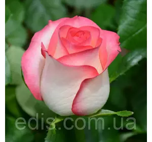 Роза Джумилия (Jumilia) чайно-гібридна Роза Джумилия (Jumilia) чайно-гібридна