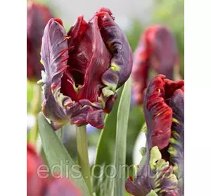 Тюльпан папуговий Rococo (Рококо) 3 цибулинки Тюльпан папуговий Rococo (Рококо) 3 цибулинки