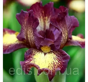 Ірис карликовий Ringer (Рінга) Ірис карликовий Ringer (Рінга)