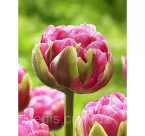 Тюльпан махровий пізній Aveyron 3 цибулинки Тюльпан махровий пізній Aveyron 3 цибулинки