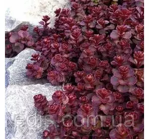 Очиток (седум) помилковий dragon's Blood (Кров Дракона) Очиток (седум) помилковий dragon's Blood (Кров Дракона)