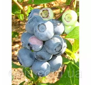 Лохина Блюголд (середньостигла) Лохина Блюголд (середньостигла)